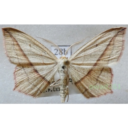 Timandra comae Schmidt, 1931 Czech28b